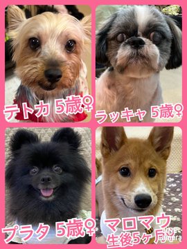 🐾今日の里親様募集中ワンコ🐶メンバーです🐾2023,6,1【保護犬カフェ天神橋店】